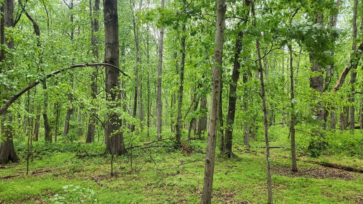 Green tree filled forest