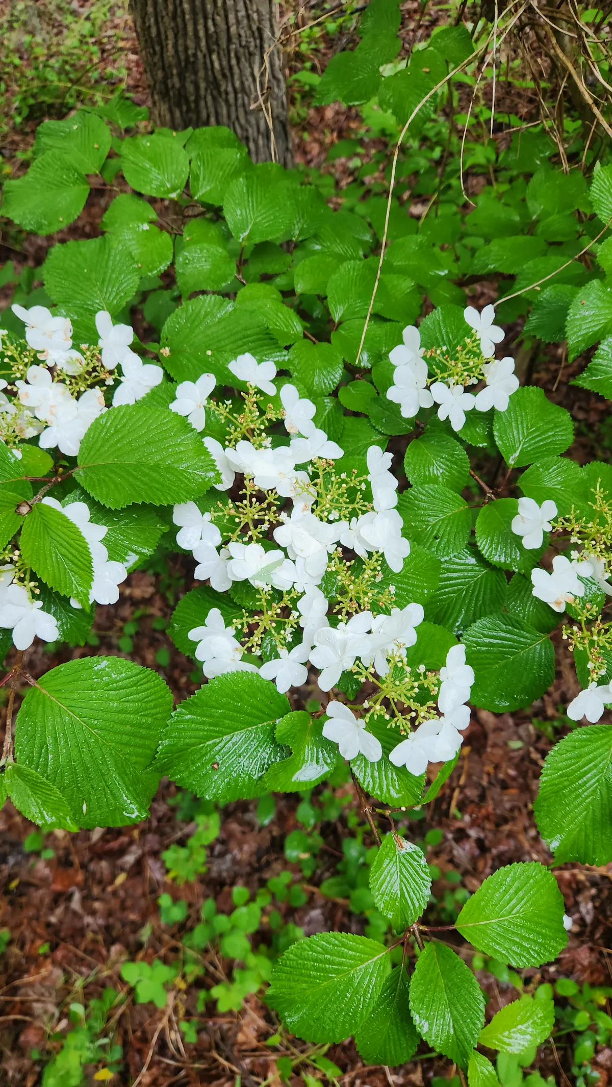 White flowering plants on the ground