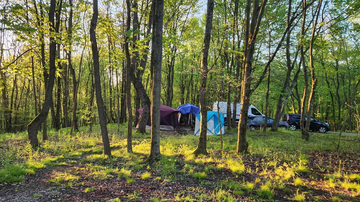 Tents and cars in a green forest