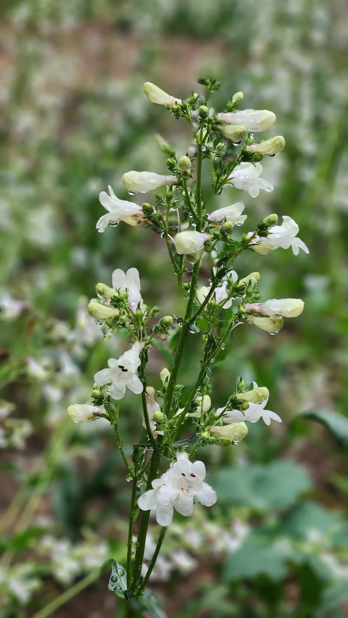 white foxglove flower petals dripping with rain
