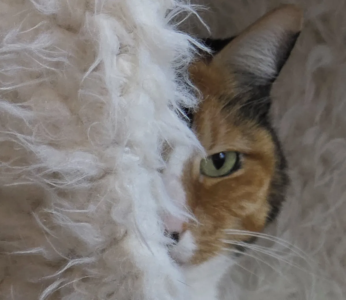 calico cat face half obscured by a carpet from a cat tree
