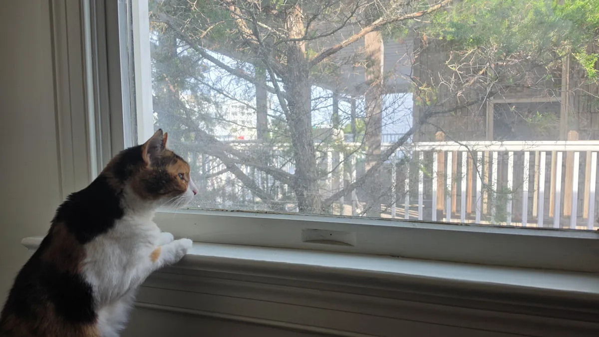 calico cat with paws perched on a window ledge looking out the window