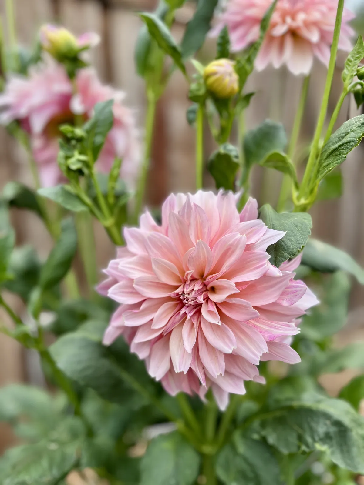 Blush pink dinnerplate dahlia flowers.