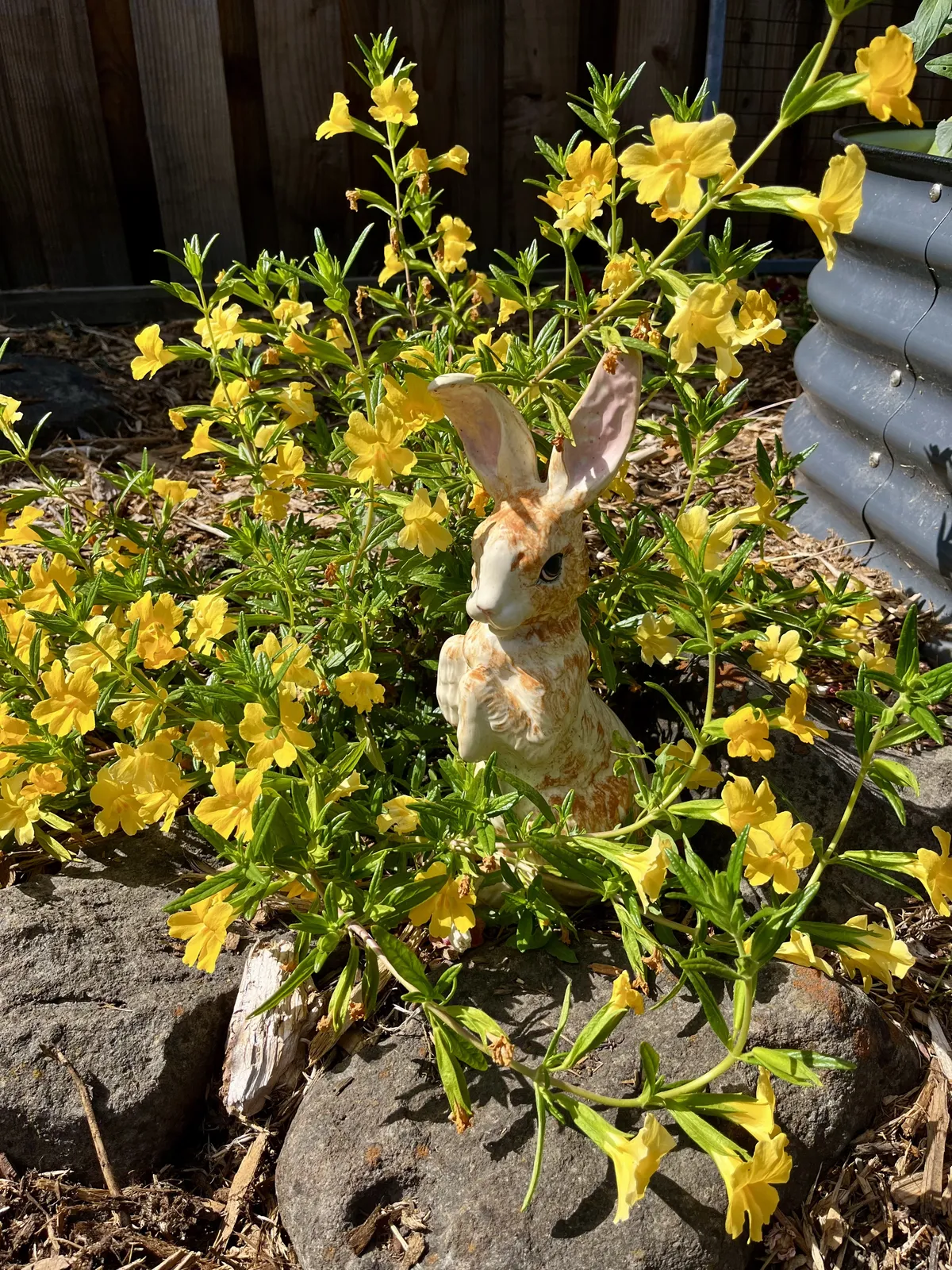 A ceramic rabbit sits next to a monkeyflower plant. The plant has a loose, flowy habit and is blooming abundantly.