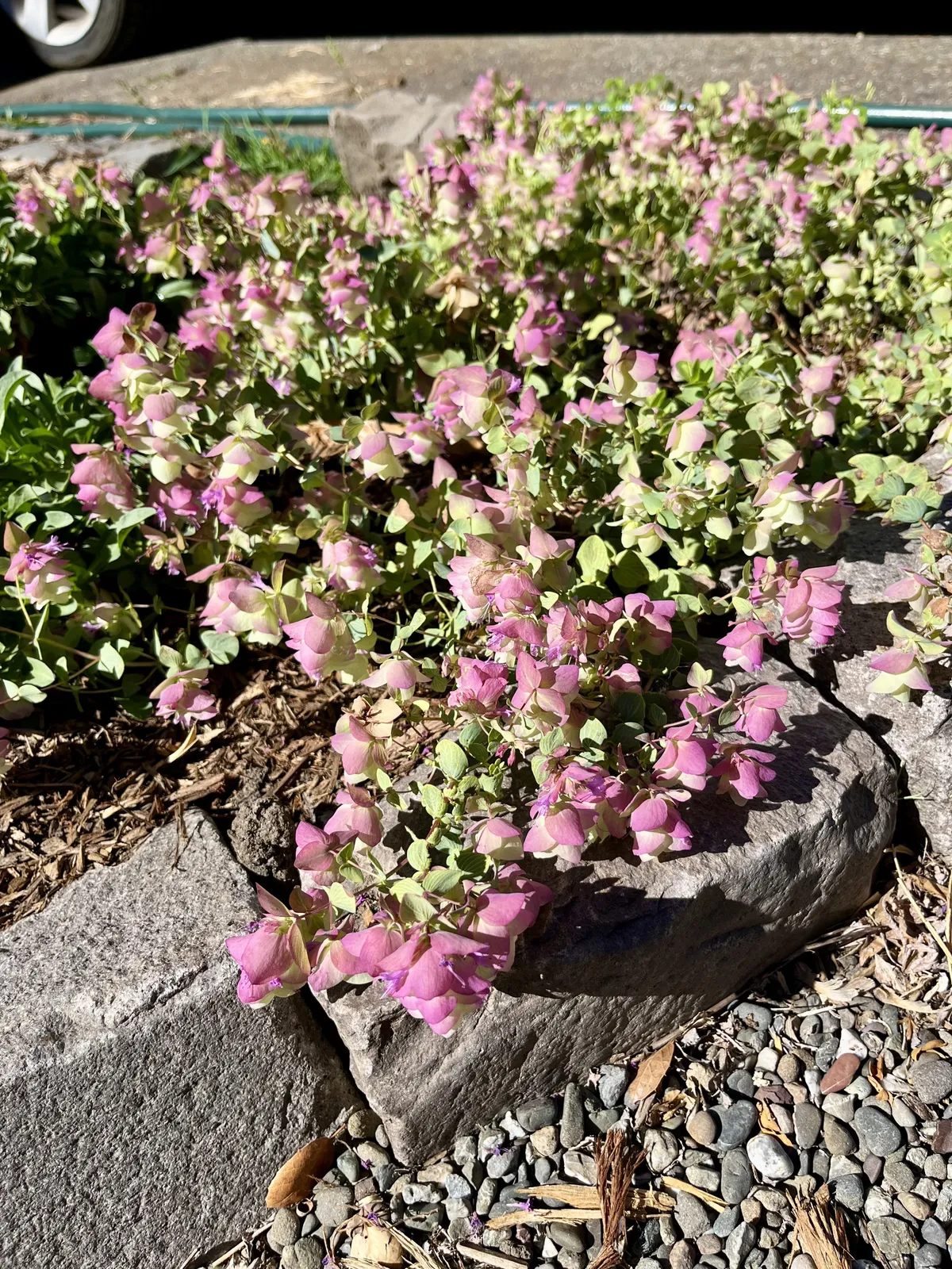 A low-growing, blooming ornamental oregano plant spills over a stone edging near a gravel path.