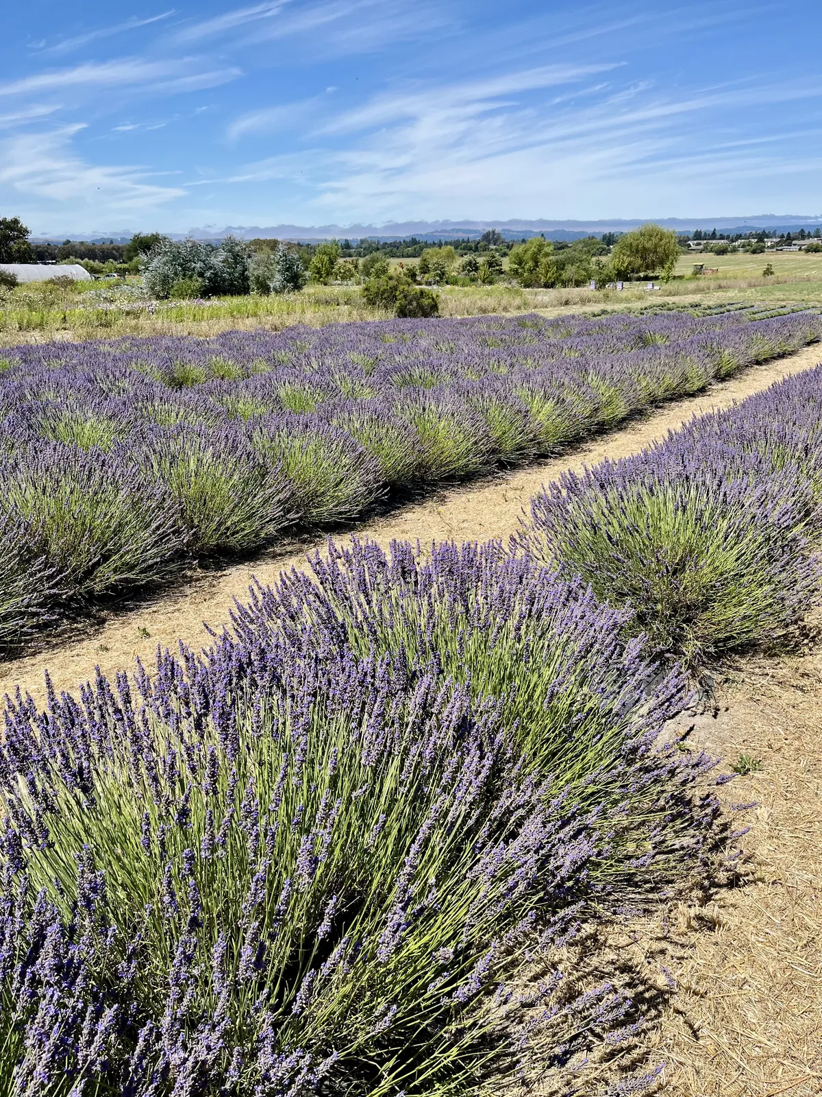 Cultivated rows of blooming lavender plants growing in a sunny field.