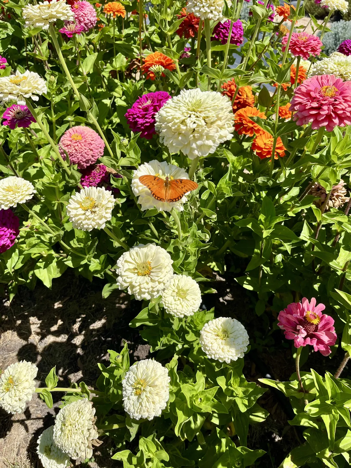 A Gulf fritillary butterfly visits a patch of zinnia flowers.
