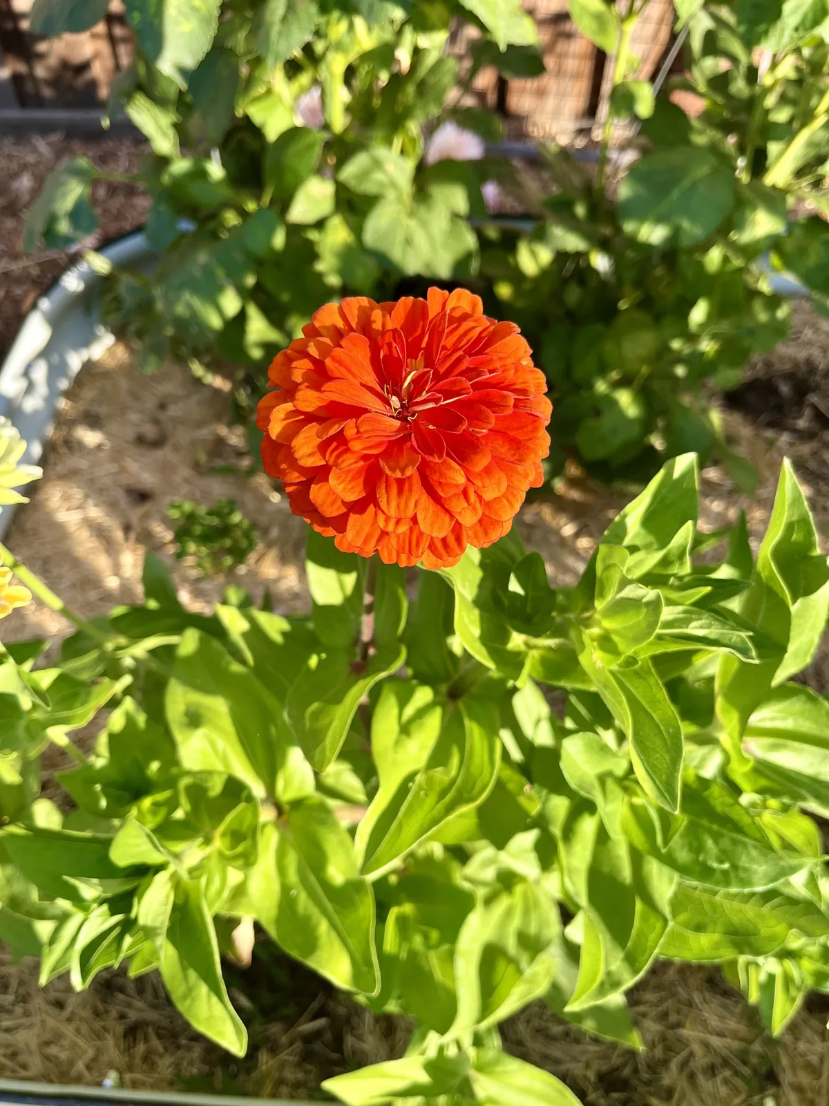 A single zinnia flower in bloom.