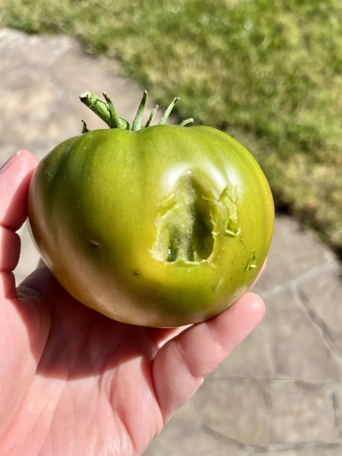 A large, unripe tomato with animal bite marks.