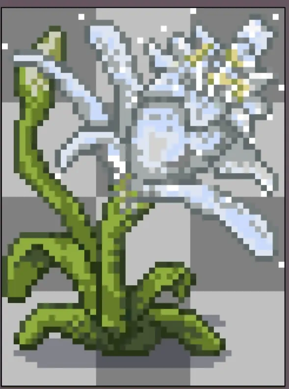 Sea daffodil giant crop