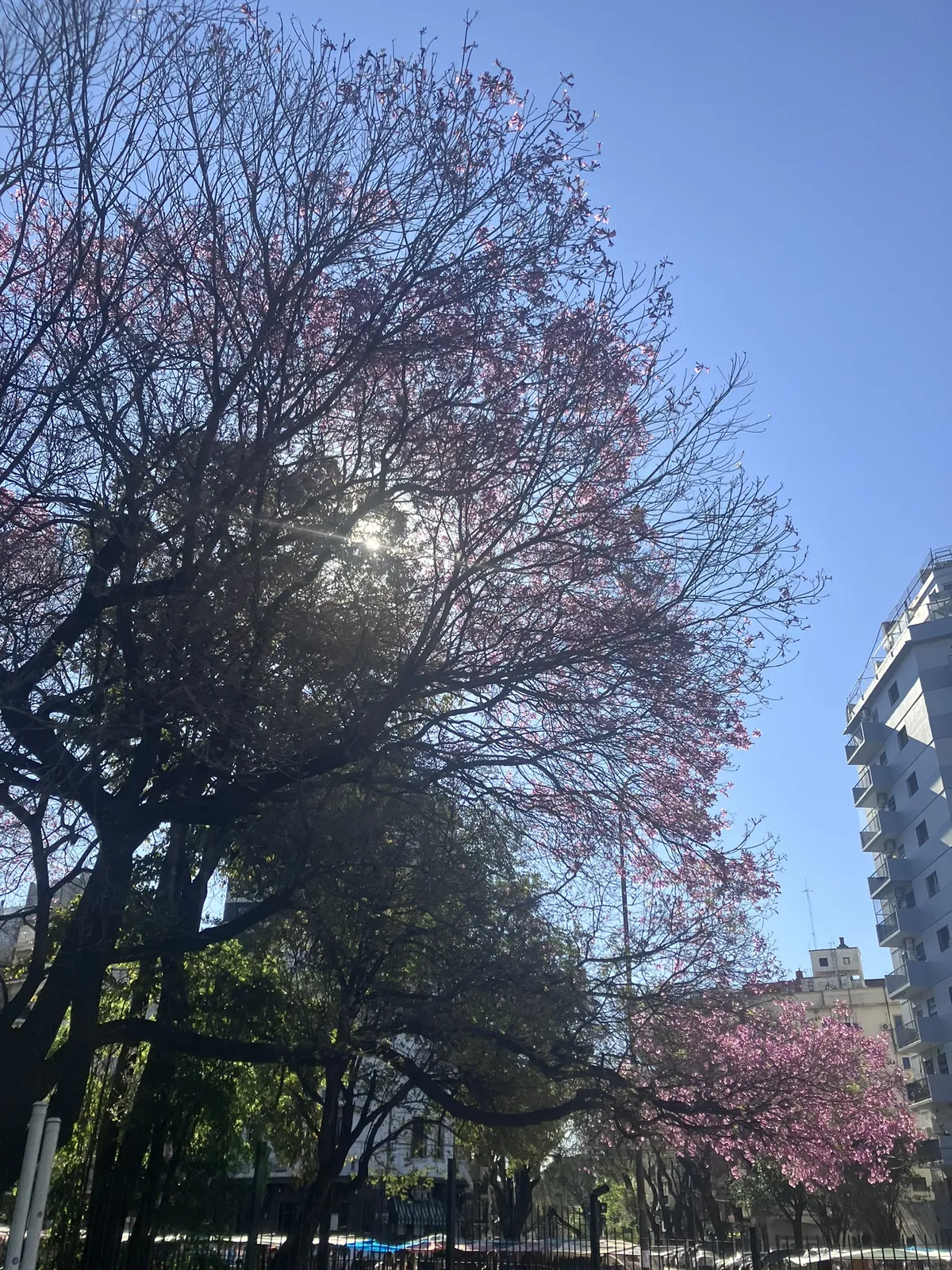 Blooming jacaranda