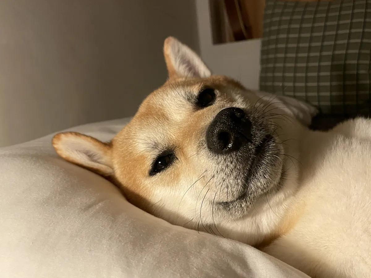 오돌
