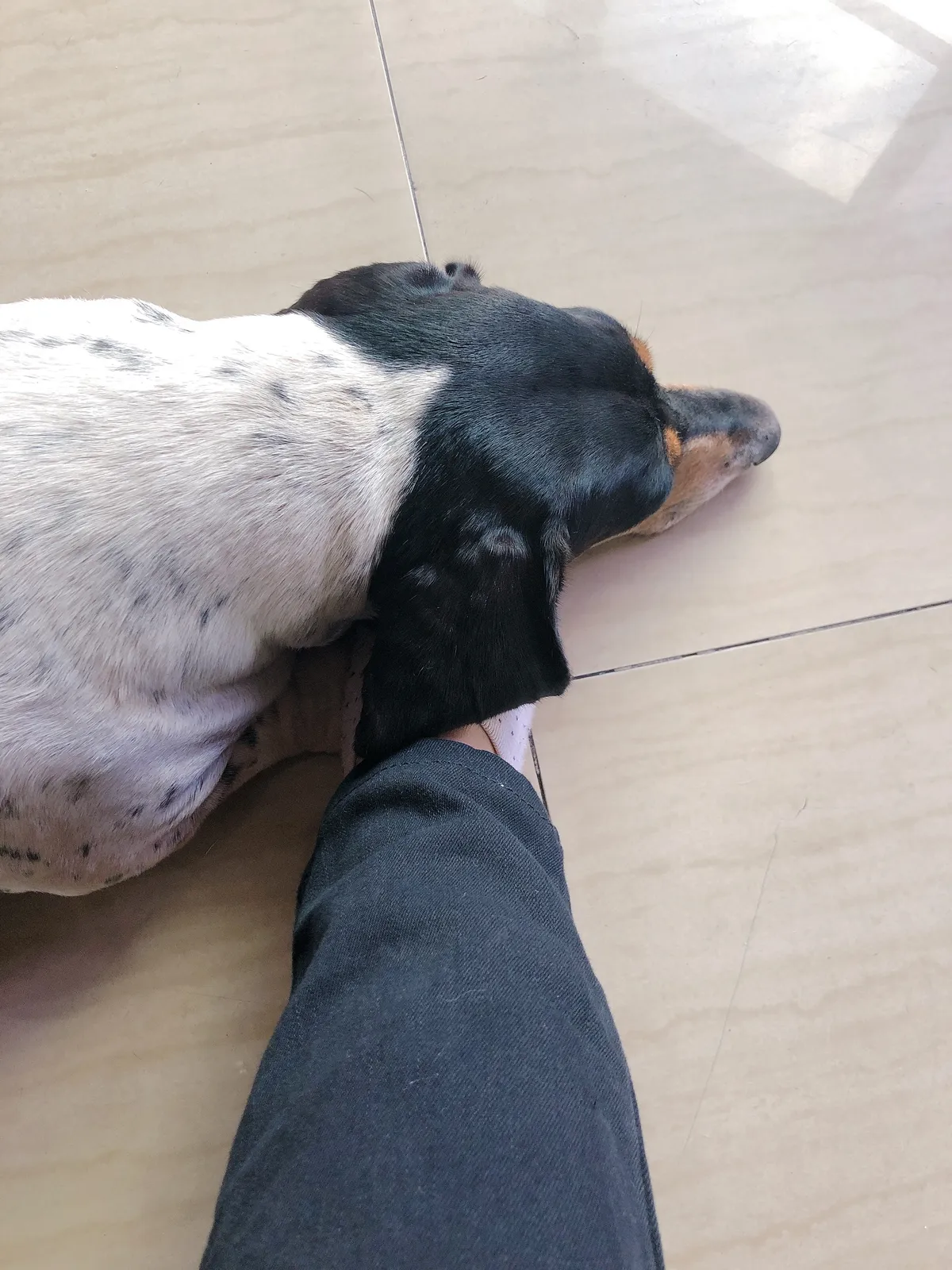 a dachshund mix the size of a medium dog laying his head on my foot