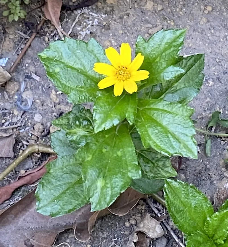 creeping-oxeye / marigold Singapore daisy
