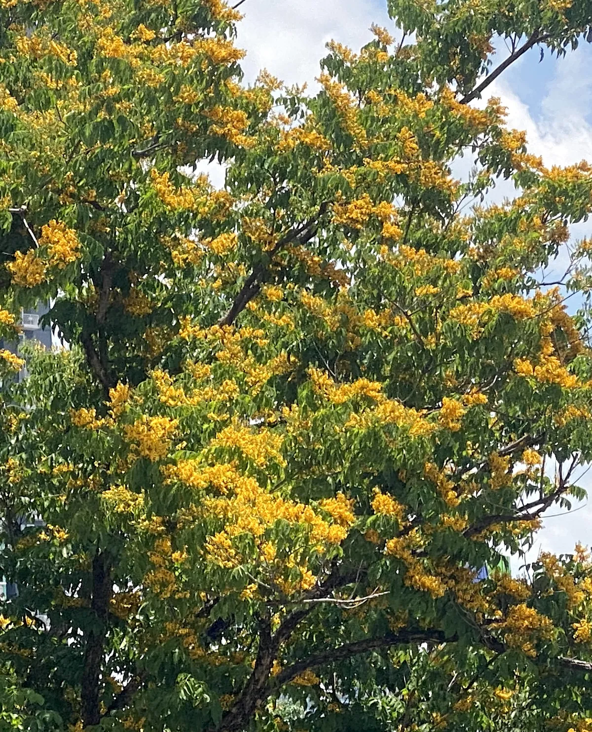blooming narra tree