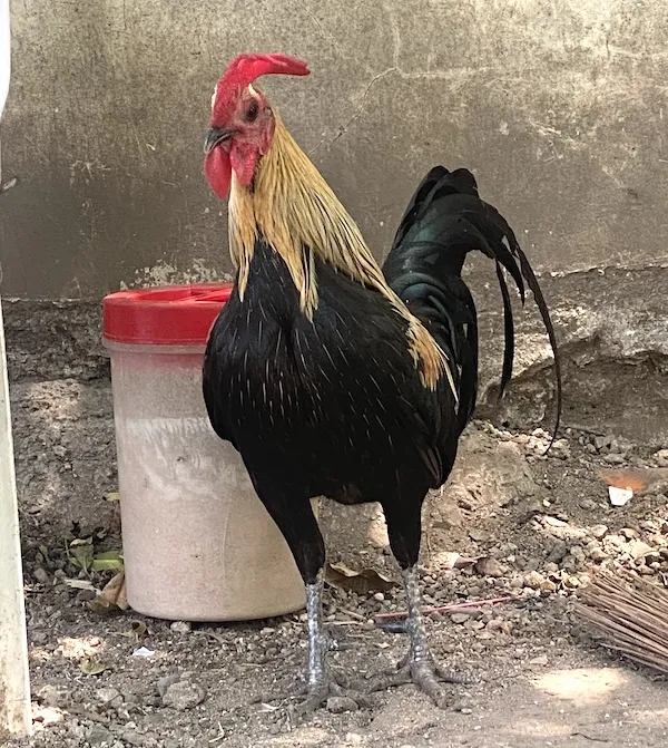 a rooster with black and straw-yellow feathers and silvery legs