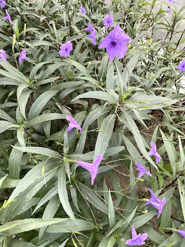 Mexican petunias