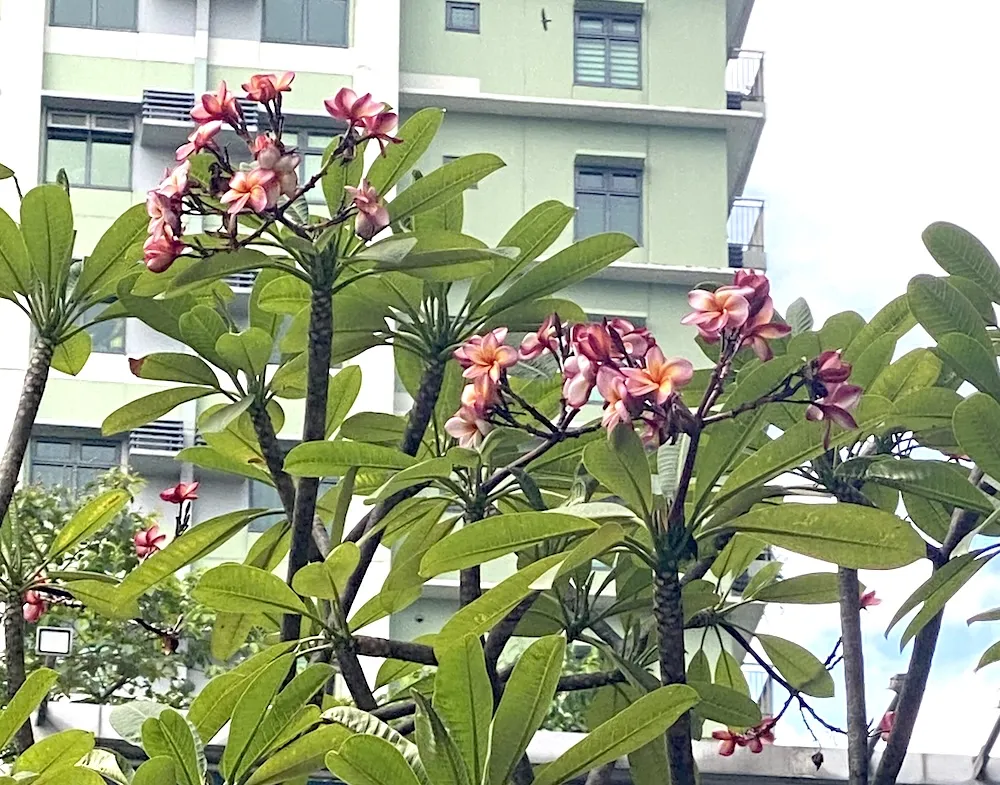 kalachuchi (plumeria/frangipani)