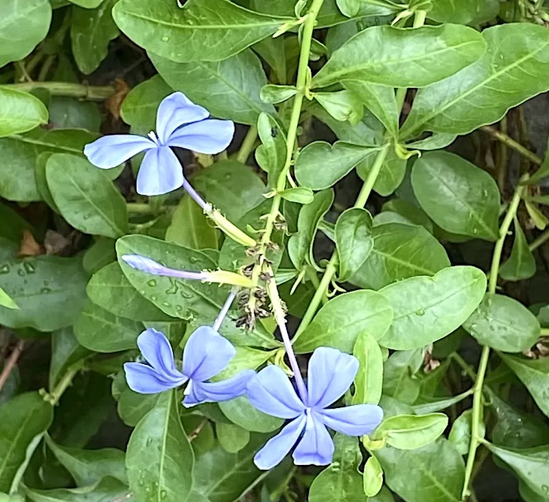 plumbago (cape leadwort)