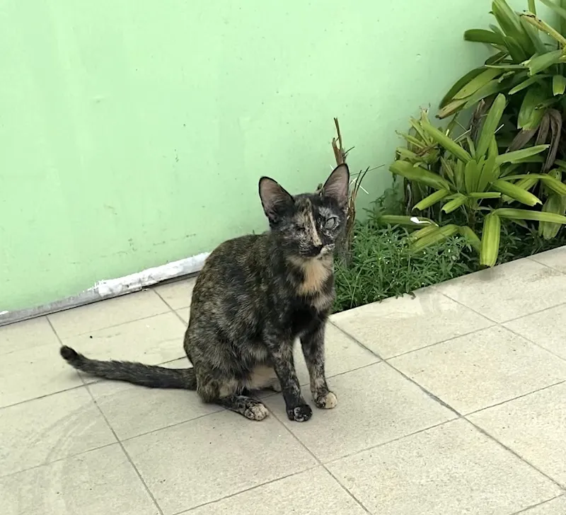 a one-eyed tortoiseshell cat