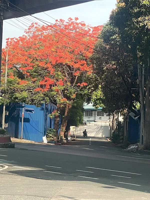 fire tree