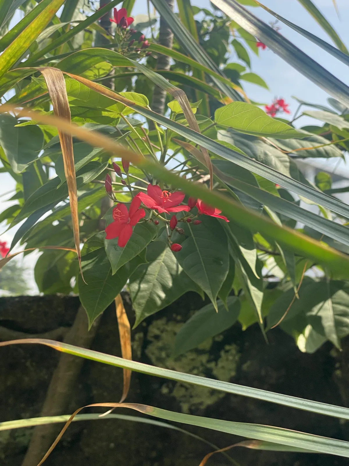 red peregrina
