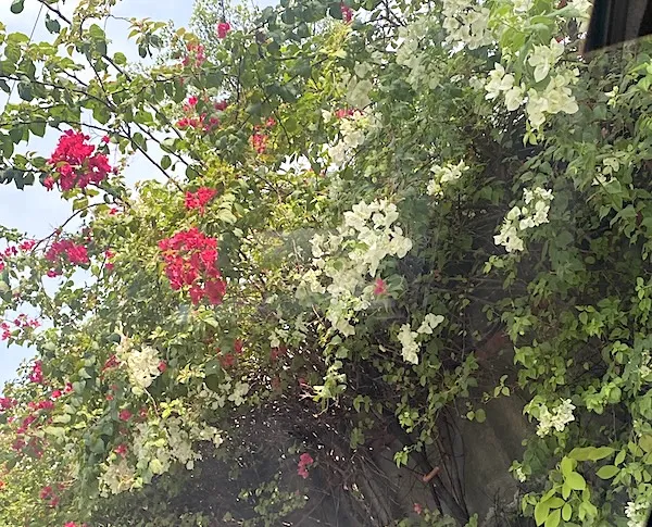 magenta and white bougainvillea flowers