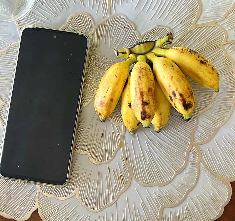 señorita bananas