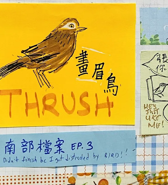 畫眉鳥 thrush