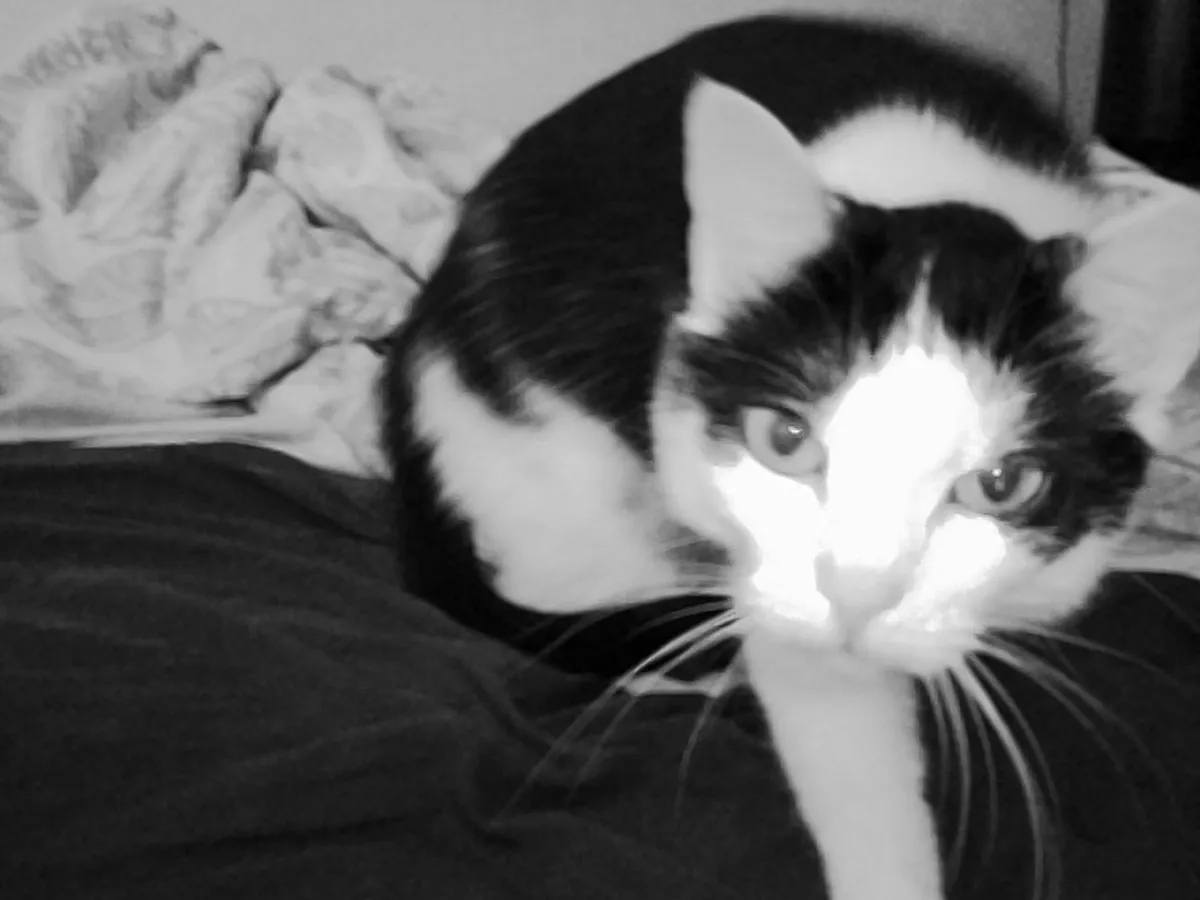 PICT0010 - 09/07/2026 - b&w photo of Misia, a black and white cat, checking out the camera