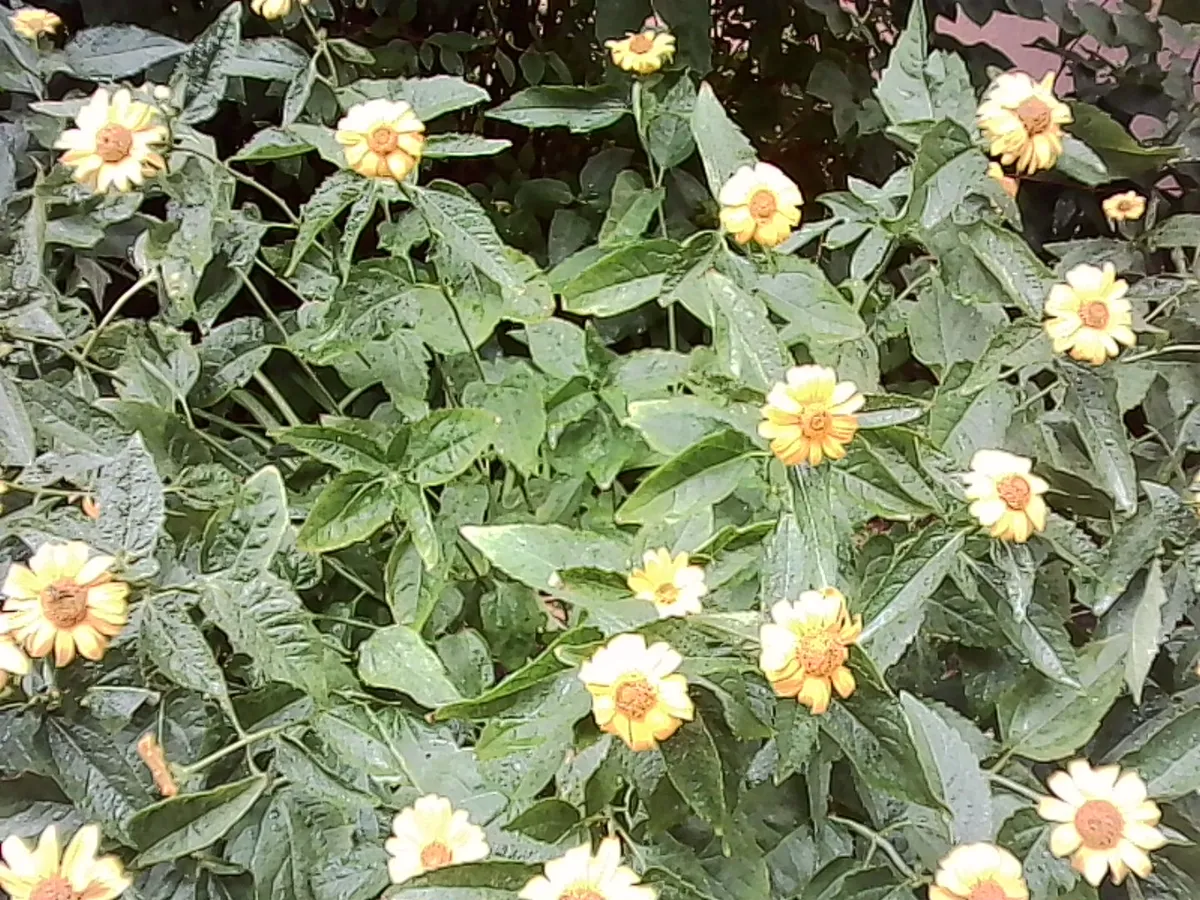 PICT0030 - 10/07/2026 - some yellow flowers in my neighbourhood