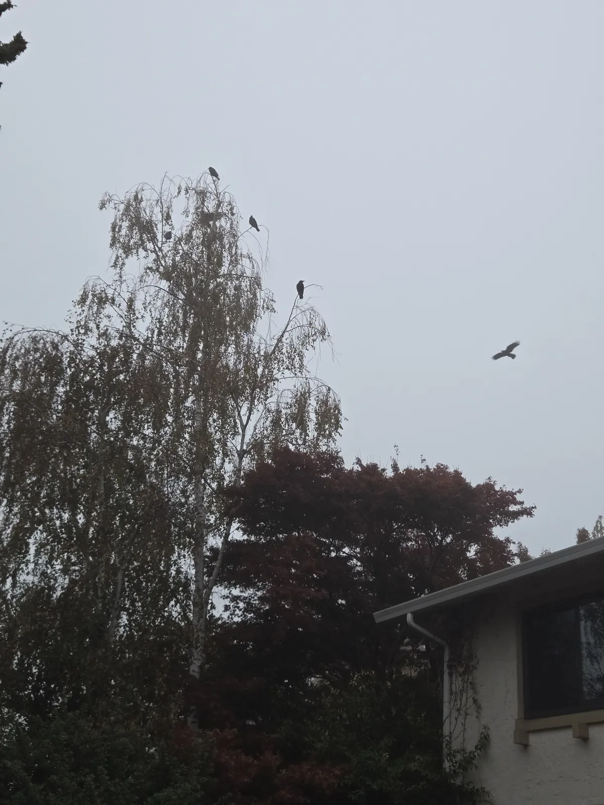 A gloomy and foggy morning