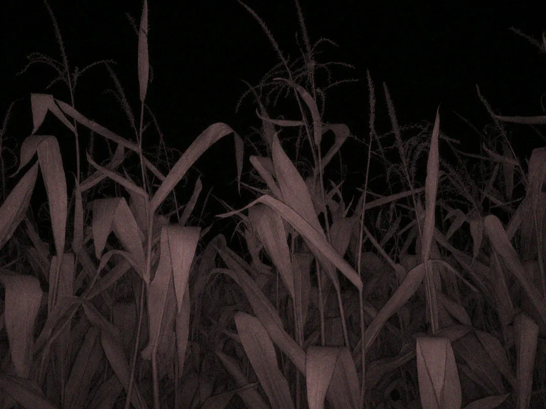 cornfield-incident