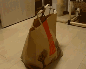 A cute cat pops its head out of a paper bag