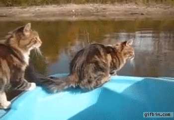 A fluffy cat takes a huge leap off of a kayak in the middle of the river and makes it 80% of the way to land, then quickly swims last 20% and scampers off