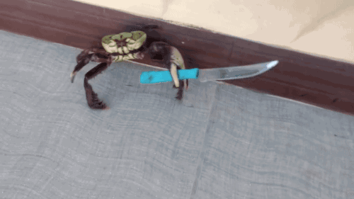 A crab gripping a knife, pointy end out, scuttling around evading capture