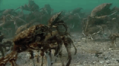 A crab riding on top of another crab against a backdrop of many other crabs, seemingly heading into battle
