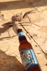 Crab dragging a beer bottle