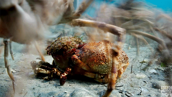 A sped-up video of a crab molting in a crowd of other crabs