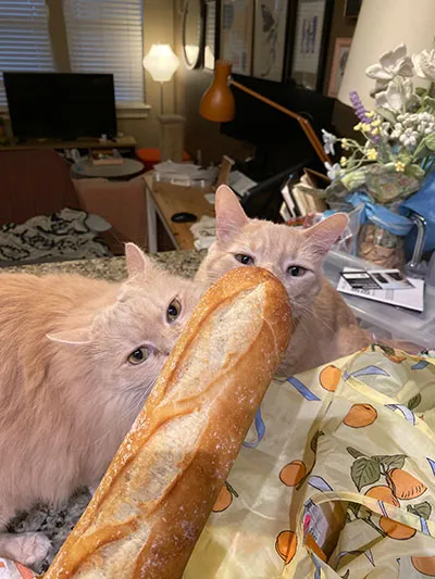 Two cats sniffing a loaf of french bread IMG_4252