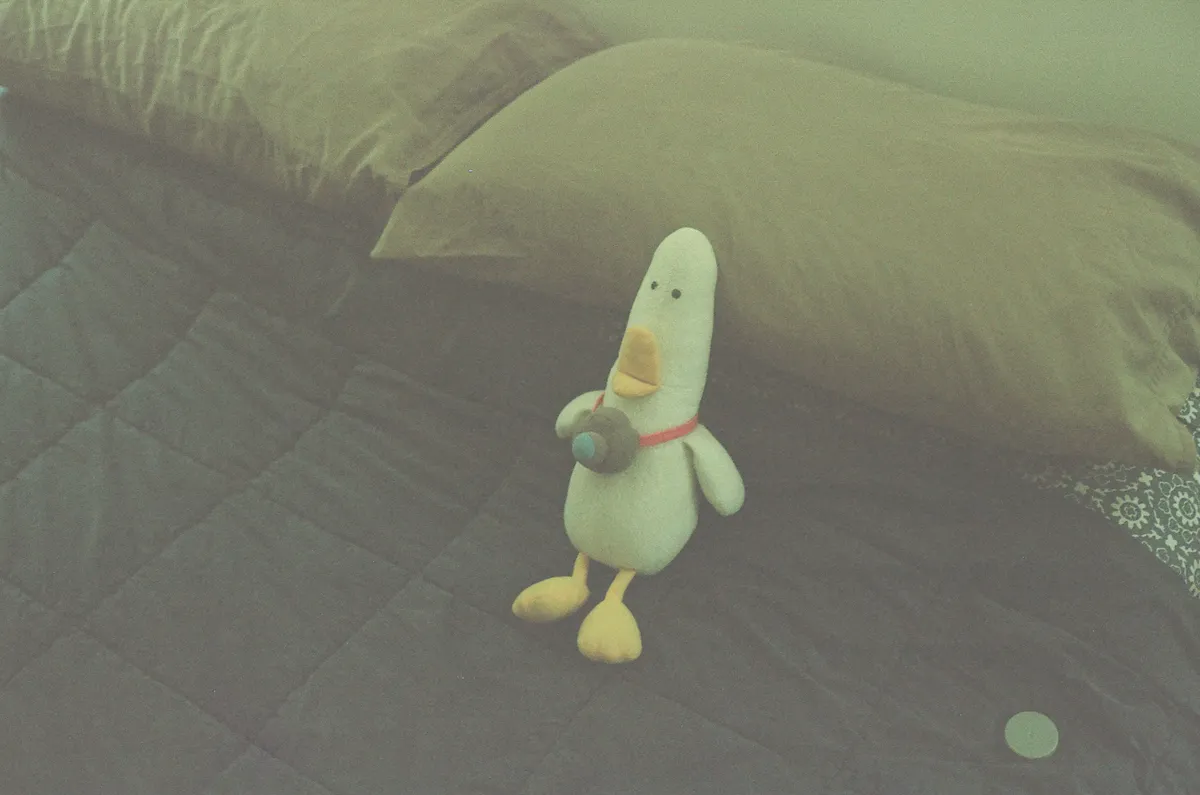 What The Duck at rest.