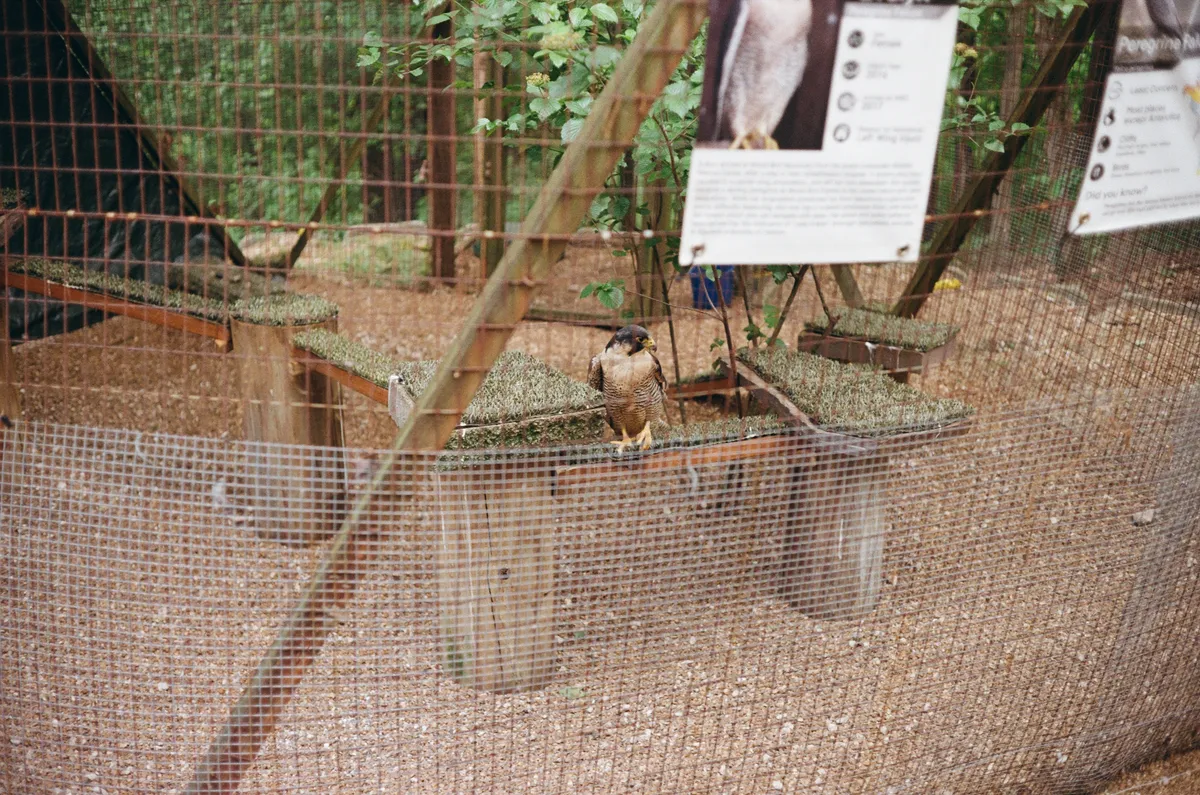 Evelyn, a Peregrine Falcon with a partially missing wing.