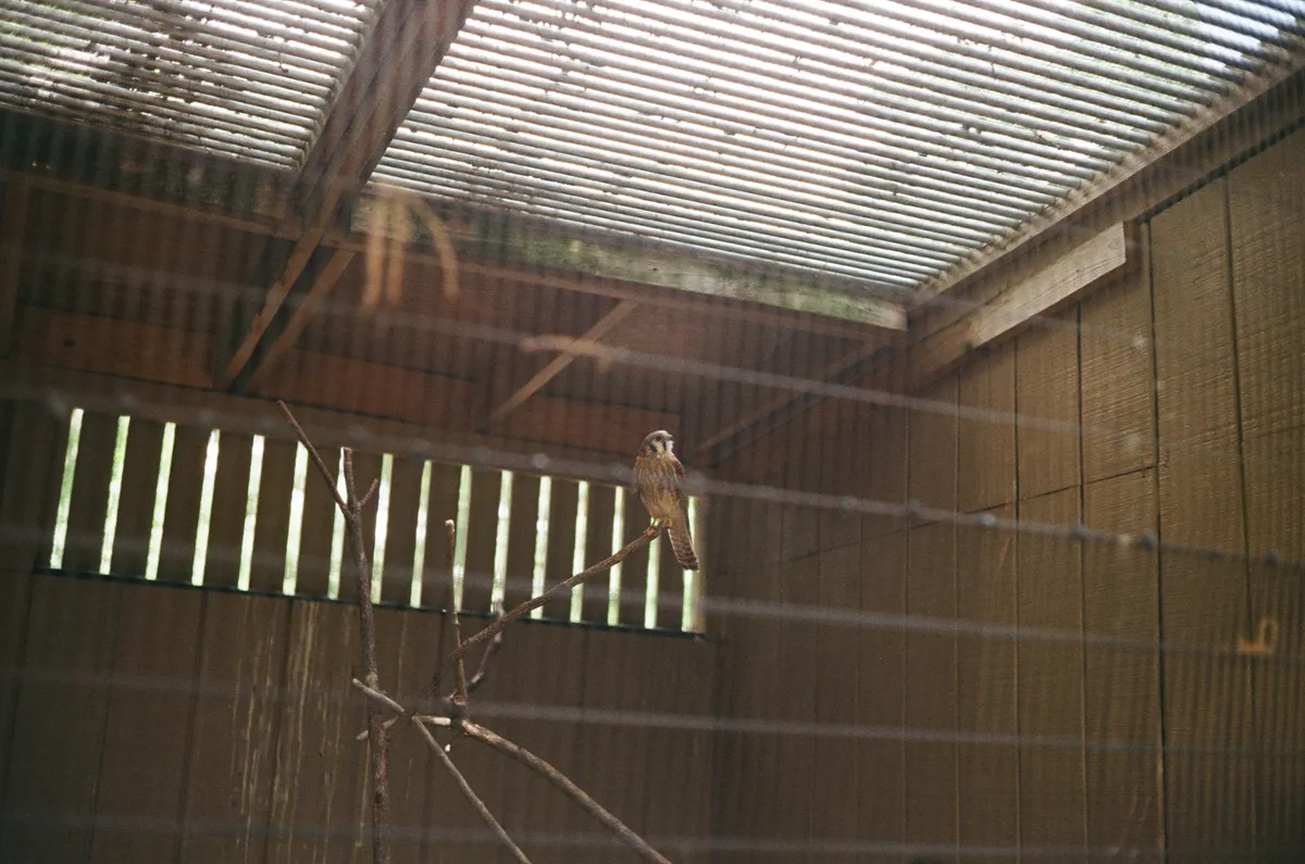 A female American Kestrel, whose name I forgot.