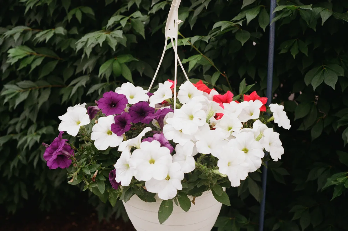 Our basket of petunias, hanging outdoors near a bush.