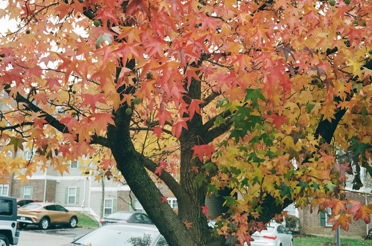 My car is somewhere in the background, but thanks to the depth of field, the license is too blurry to read.