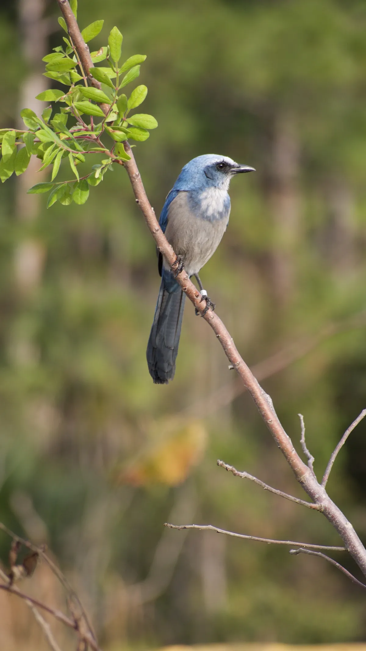 Roughly 7500 of Florida Scrub-jays live in the wild, so this photo represents a rare spotting indeed.