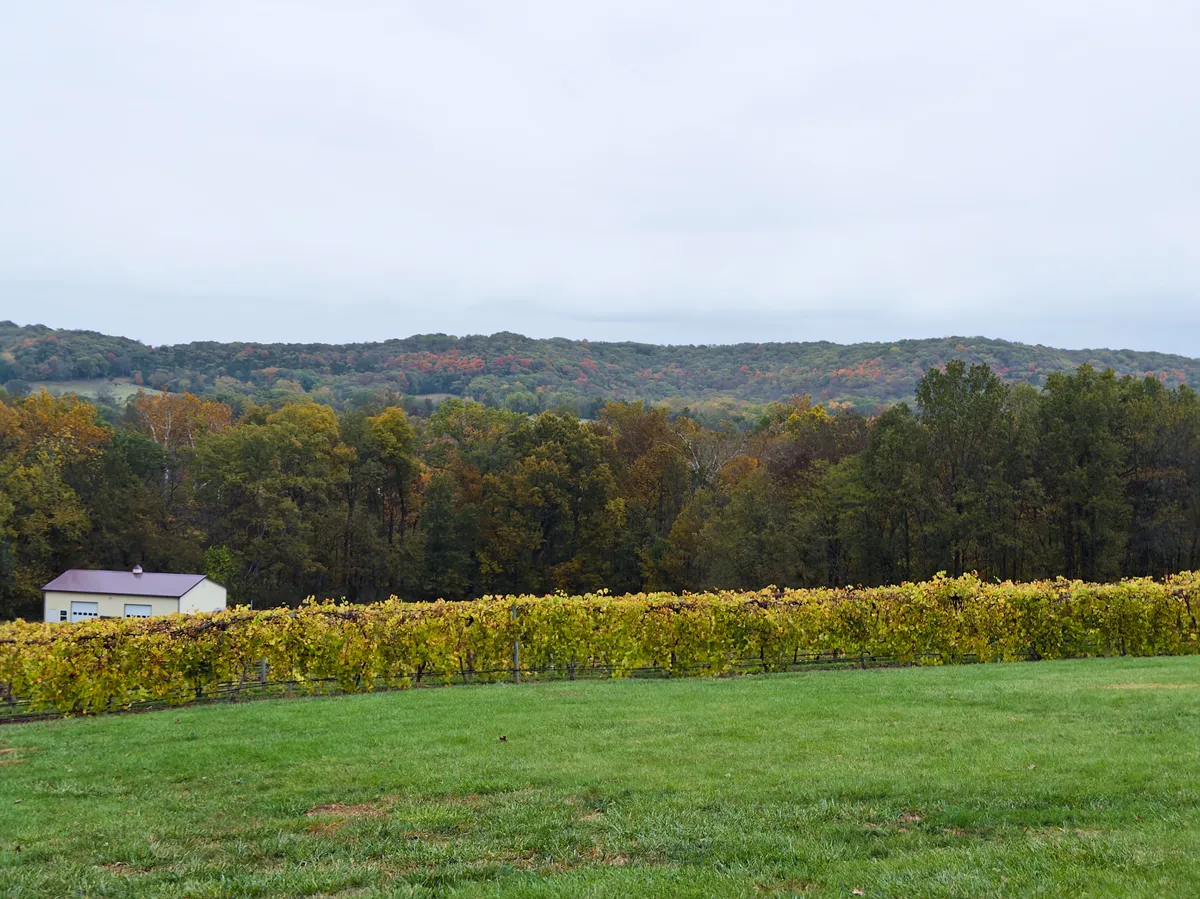 Looking north from the winery. I'm unsure of what grapes are on these vines.