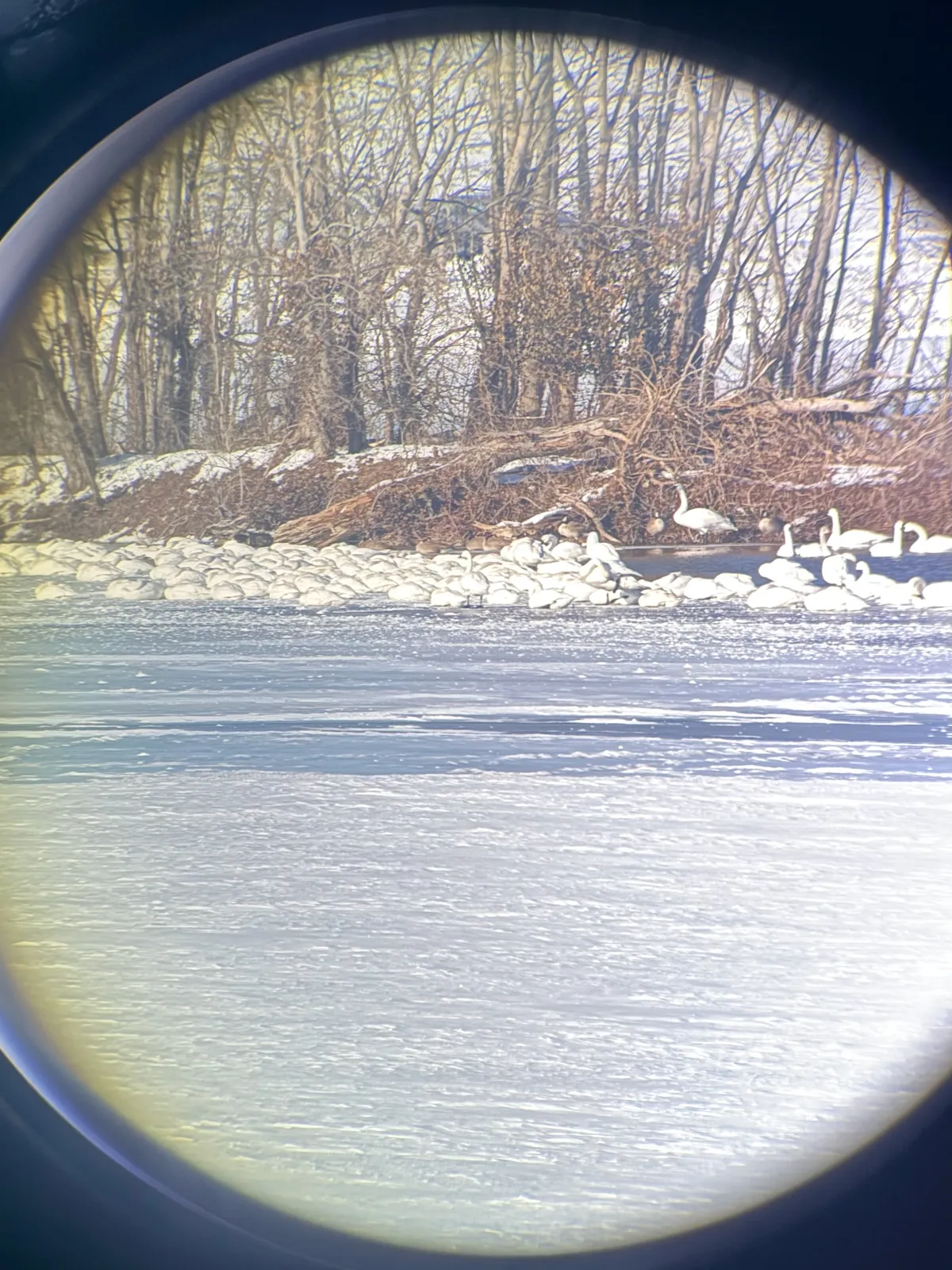 Maybe 100 Trumpeter Swans in total, or close to it! OK, at least over 50.