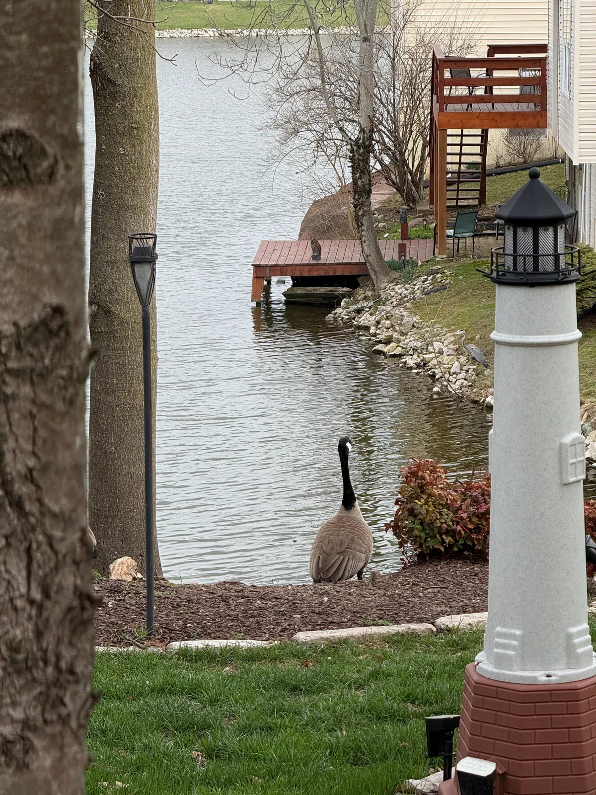 A goose lost in thought?