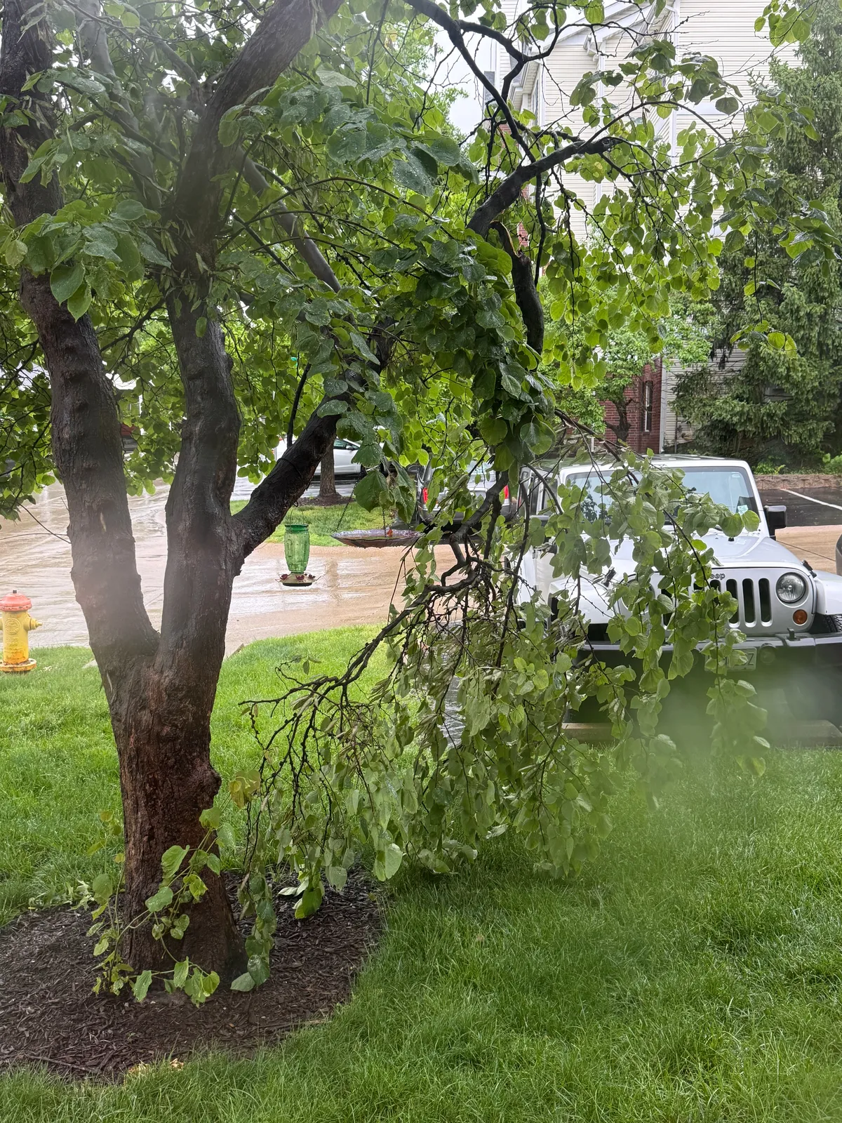 I'm glad this tree limb didn't fall off during my vacation.